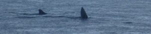 Basking shark