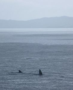 Basking shark